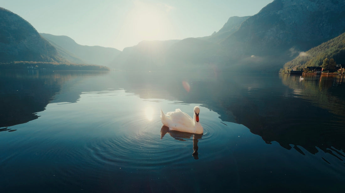 The Easiest Way to Colour Grade Apple Log on Your iPhone