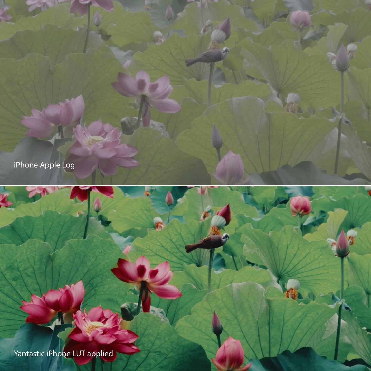 iPhone Apple Log LUTs
