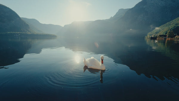 Swan on a still alpine lake, graded with Ypresets Apple Log LUT 2